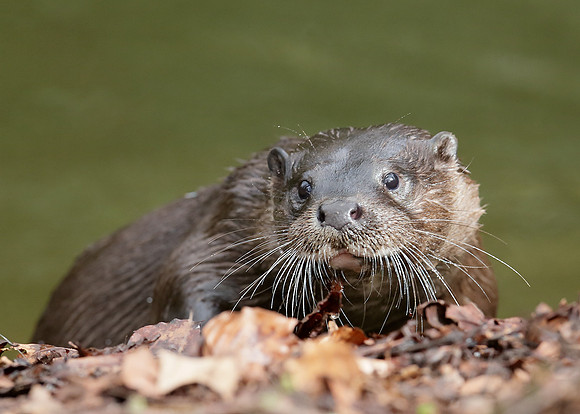 Otter Lutra lutra