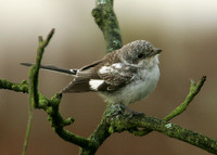 Masked Shrike Lanius nubicus