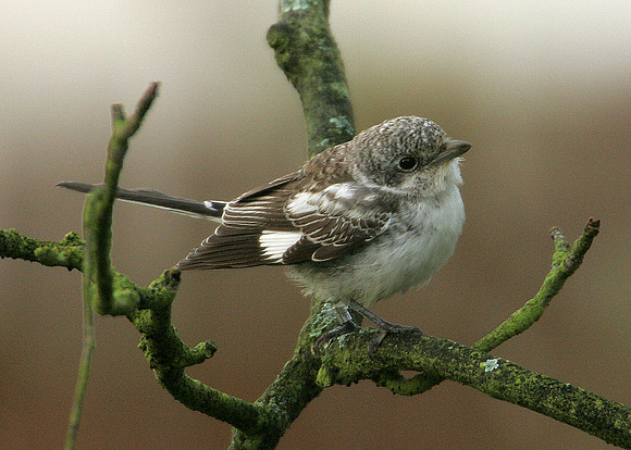Masked Shrike Lanius nubicus