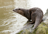 Otter Lutra lutra