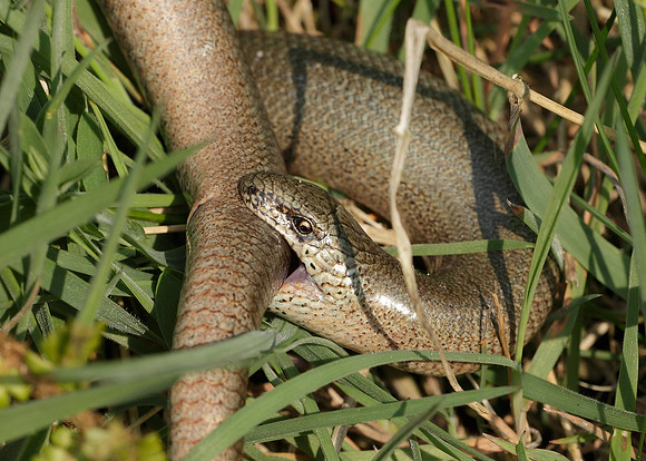 Slow Worm Anguis fragilis