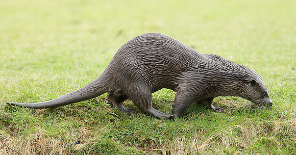Otter Lutra lutra