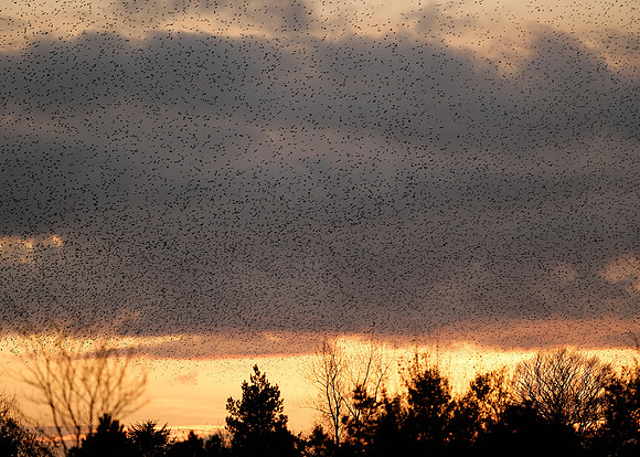 Starling Sturnus vulgaris