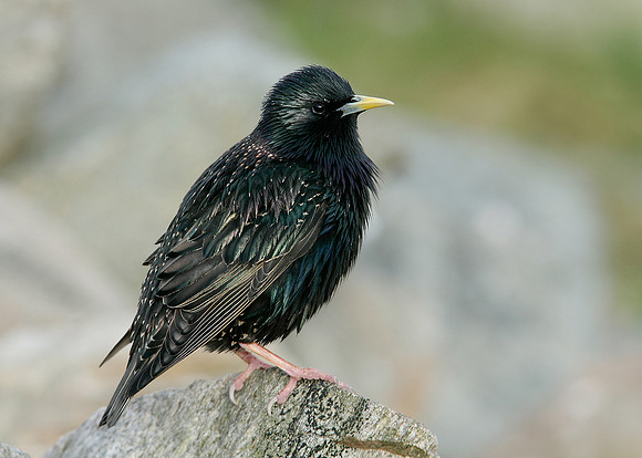 Starling Sturnus vulgaris
