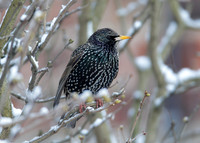 Starling Sturnus vulgaris
