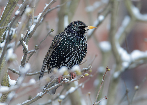 Starling Sturnus vulgaris