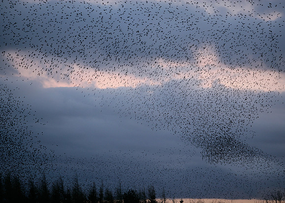 Starling Sturnus vulgaris
