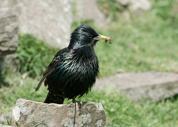 Starling Sturnus vulgaris