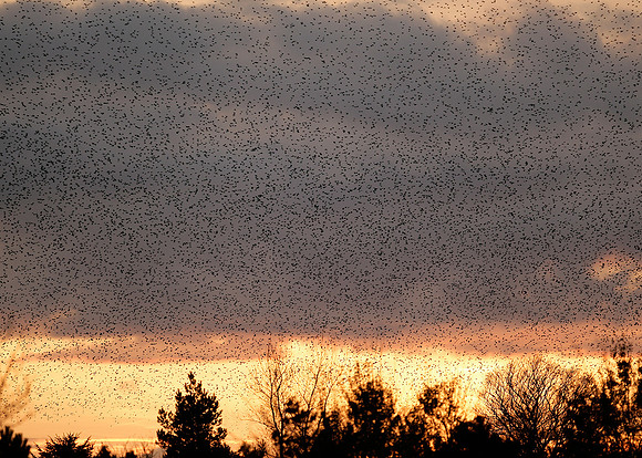 Starling Sturnus vulgaris