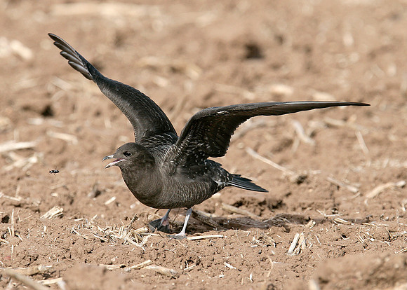 Long-tailed Skua Stercorarius longicaudus