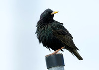 Starling Sturnus vulgaris