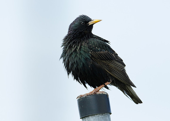 Starling Sturnus vulgaris