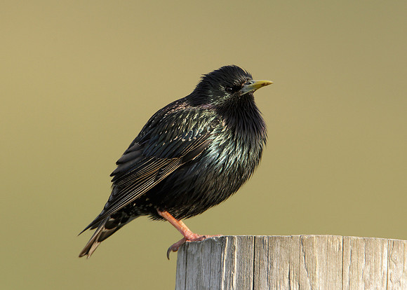 Starling Sturnus vulgaris