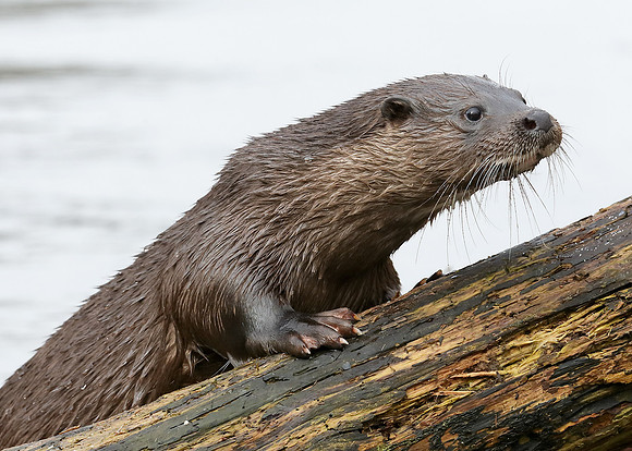 Otter Lutra lutra