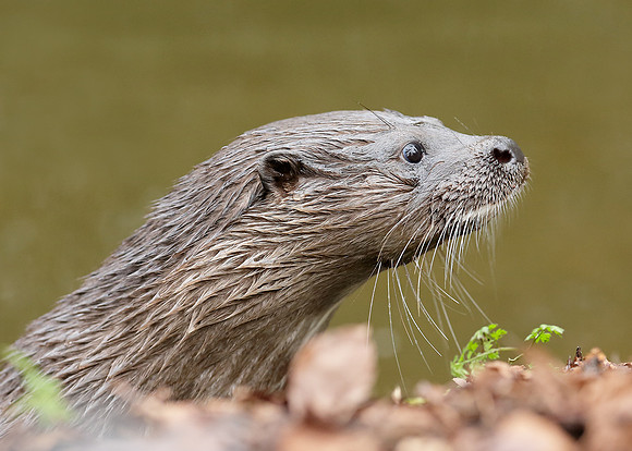 Otter Lutra lutra