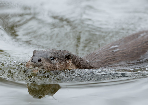 Otter Lutra lutra