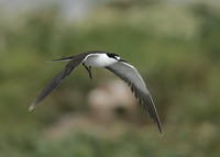 Sooty Tern Sterna fuscata