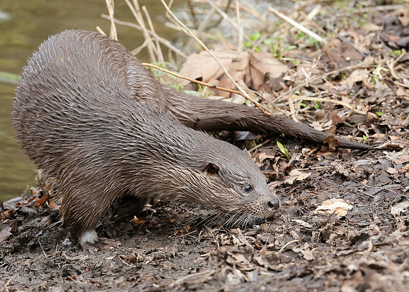 Otter Lutra lutra