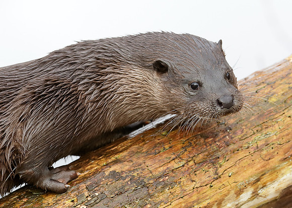 Otter Lutra lutra