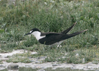 Sooty Tern Sterna fuscata