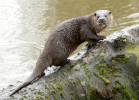 Otter Lutra lutra