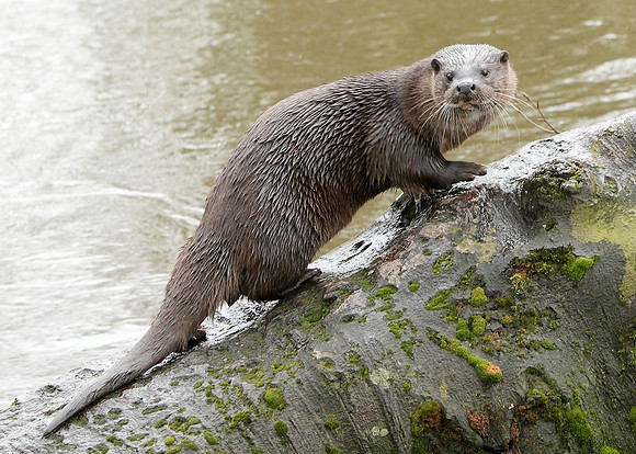 Otter Lutra lutra