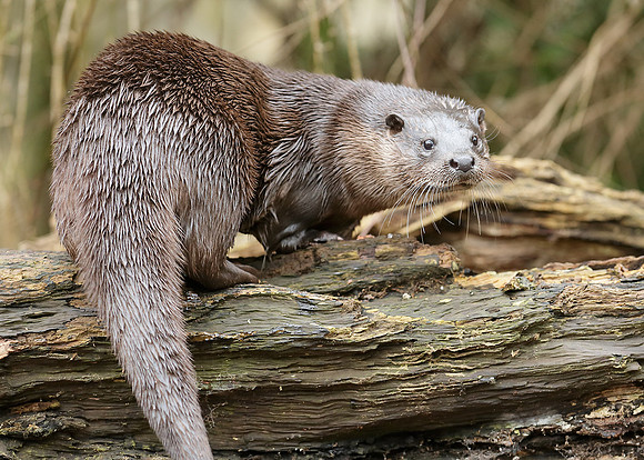 Otter Lutra lutra