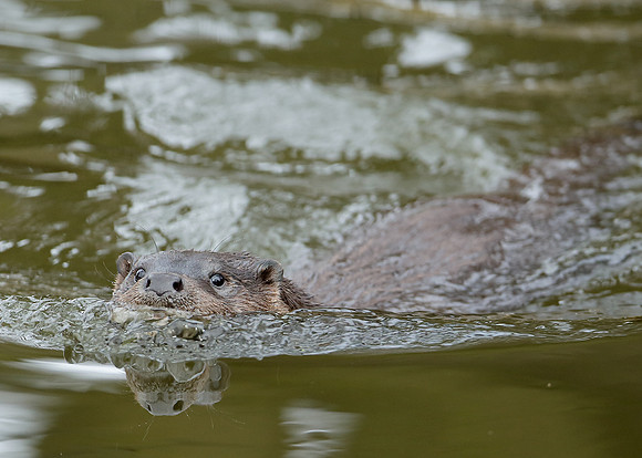 Otter Lutra lutra