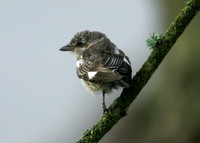 Masked Shrike Lanius nubicus