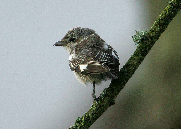 Masked Shrike Lanius nubicus