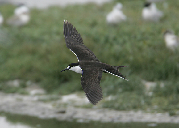 Sooty Tern Sterna fuscata
