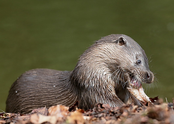Otter Lutra lutra
