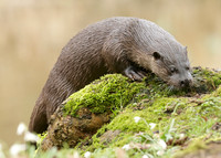 Otter Lutra lutra