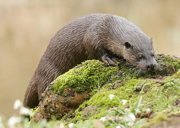 Otter Lutra lutra