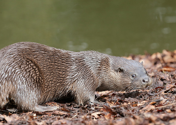 Otter Lutra lutra