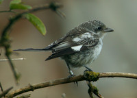 Masked Shrike Lanius nubicus