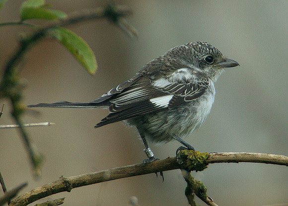 Masked Shrike Lanius nubicus