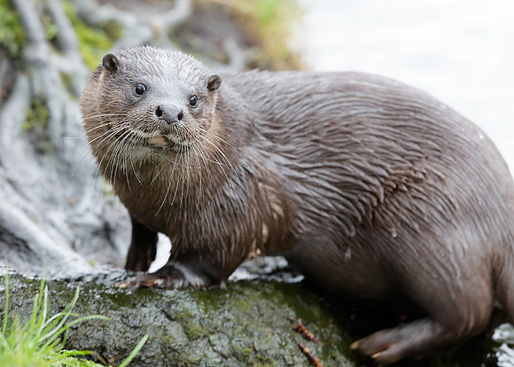 Otter Lutra lutra