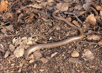Slow Worm Anguis fragilis