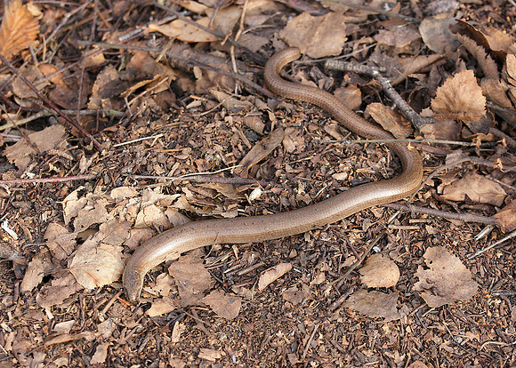 Slow Worm Anguis fragilis