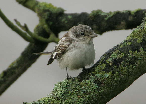Masked Shrike Lanius nubicus