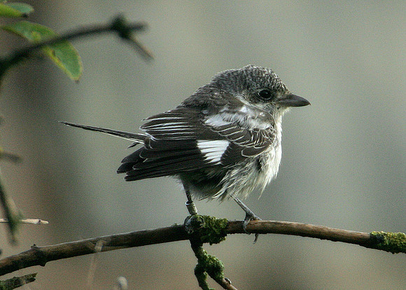 Masked Shrike Lanius nubicus