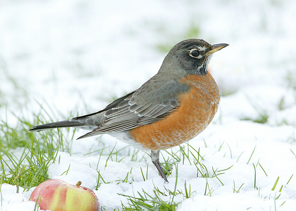 American Robin Turdus migratorius