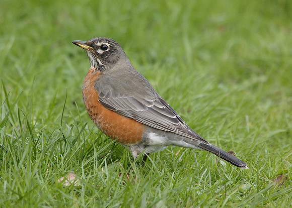 American Robin Turdus migratorius