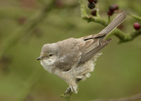 Barred Warbler Sylvia nisoria
