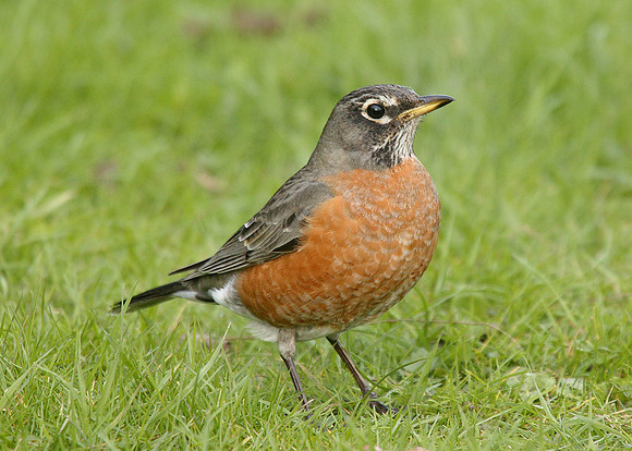 American Robin Turdus migratorius