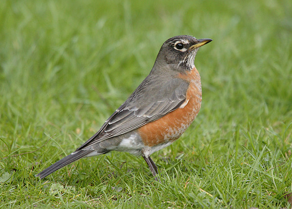 American Robin Turdus migratorius