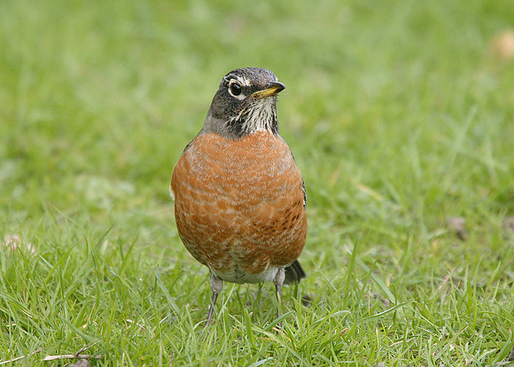 American Robin Turdus migratorius