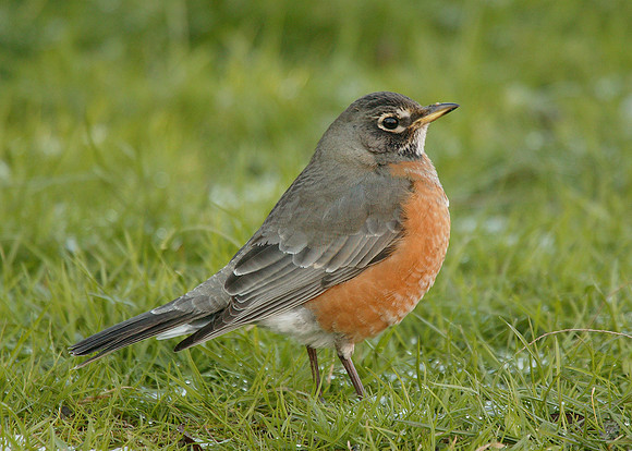 American Robin Turdus migratorius