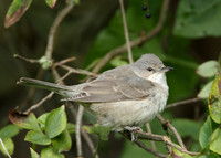 Barred Warbler Sylvia nisoria